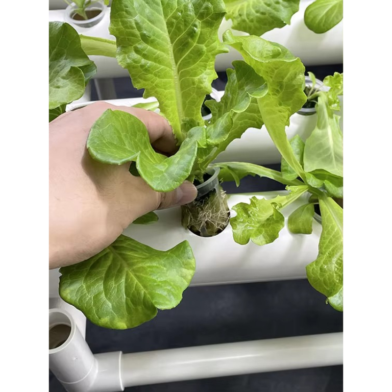 Kit Hidroponik 108 Lubang Sist - Aquaponics Home Kit ulasan dan harga